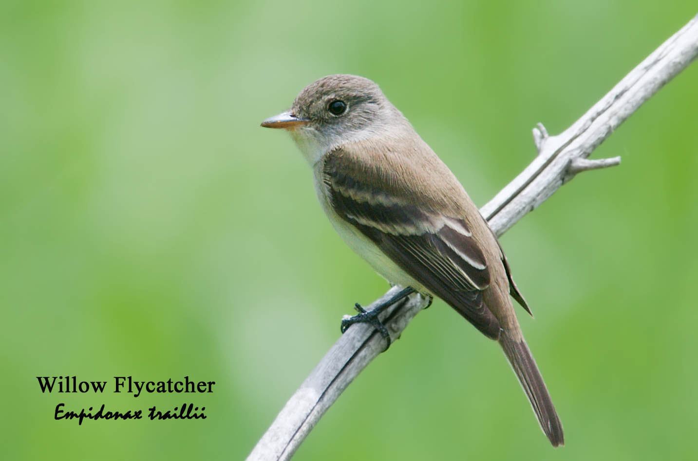 Willow Flycatcher - 1